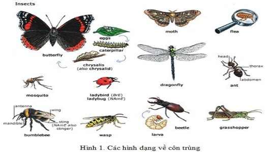 Những loài côn trùng có cánh phổ biến tại Việt Nam